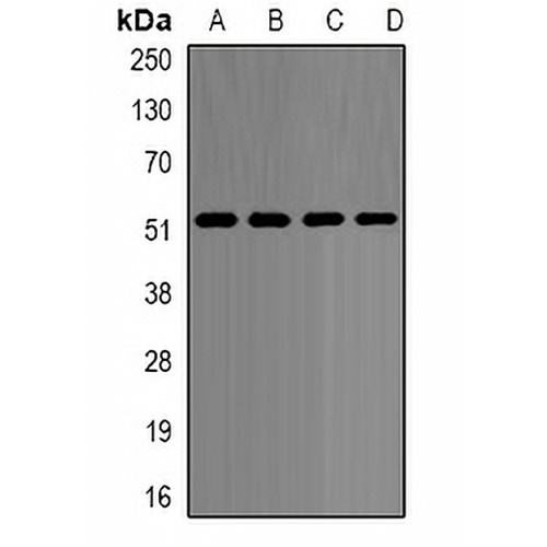 p54nrb Rabbit Polyclonal Antibody