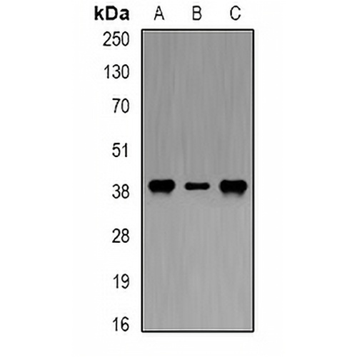 DAO Rabbit Polyclonal Antibody