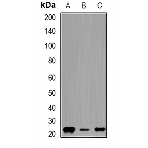 Geminin Rabbit Polyclonal Antibody