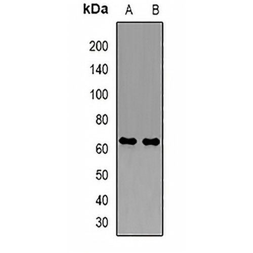 PDZK1 Rabbit Polyclonal Antibody