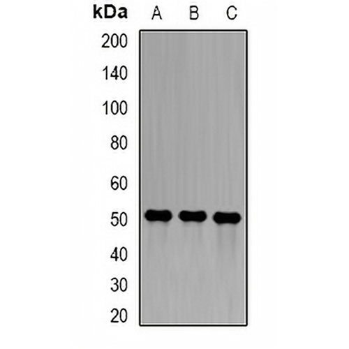 Epsilon-sarcoglycan Rabbit Polyclonal Antibody