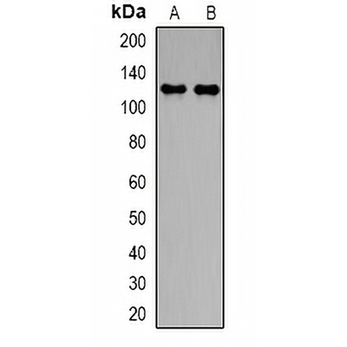 NBC1 Rabbit Polyclonal Antibody
