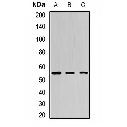 BPI Rabbit Polyclonal Antibody