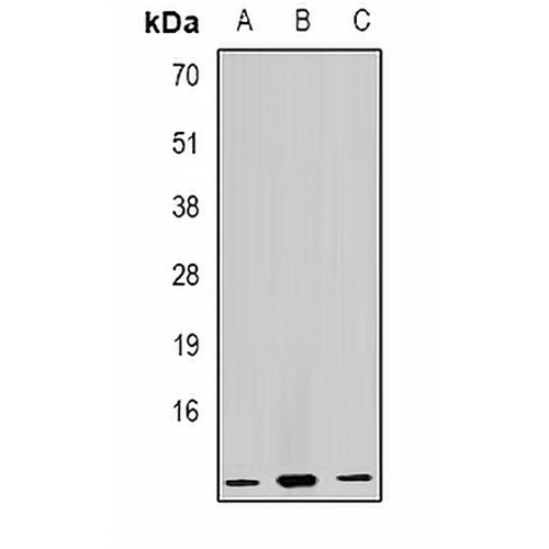 GHRH Rabbit Polyclonal Antibody