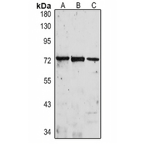IL-1R3 Rabbit Polyclonal Antibody