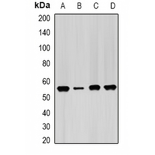 IMPDH2 Rabbit Polyclonal Antibody