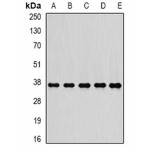 PSMD7 Rabbit Polyclonal Antibody
