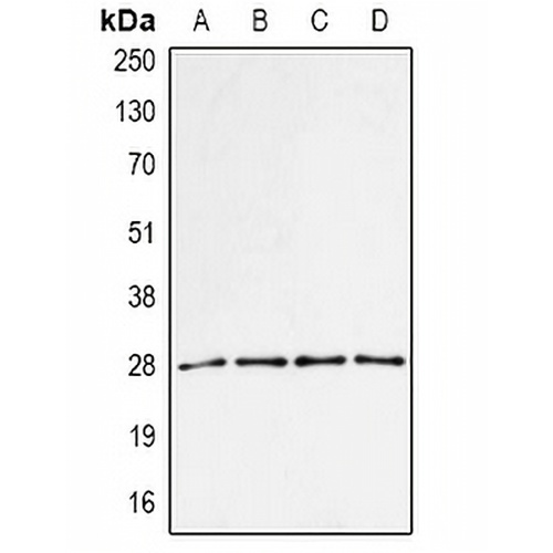 PA28 alpha Rabbit Polyclonal Antibody