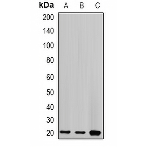 Centrin-2 Rabbit Polyclonal Antibody