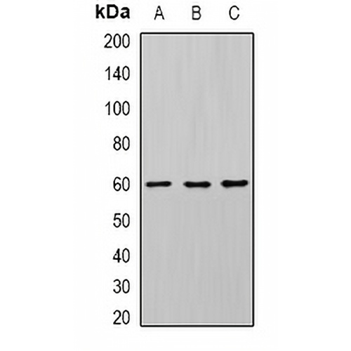 Seladin-1 Rabbit Polyclonal Antibody
