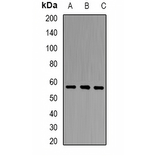 PCCB Rabbit Polyclonal Antibody