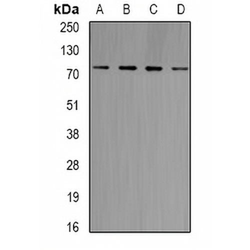 GlyRS Rabbit Polyclonal Antibody
