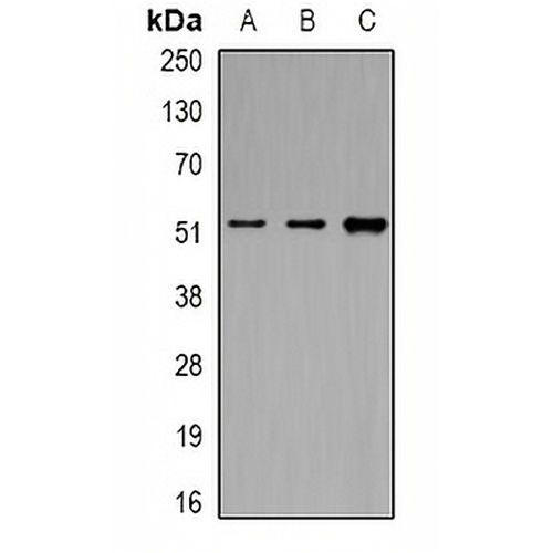 eIF3E Rabbit Polyclonal Antibody