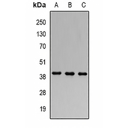 FHL-1 Rabbit Polyclonal Antibody