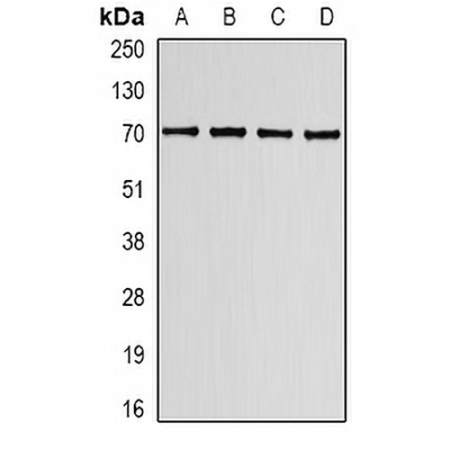 Lamin B Receptor Rabbit Polyclonal Antibody