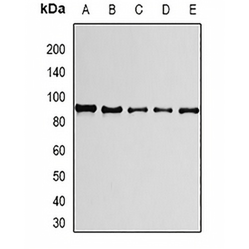 PRPF3 Rabbit Polyclonal Antibody