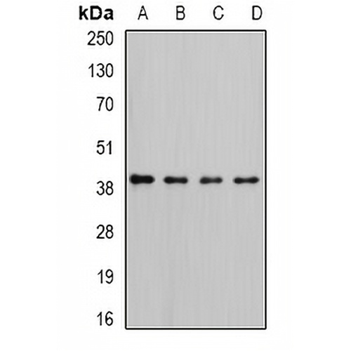RFC4 Rabbit Polyclonal Antibody