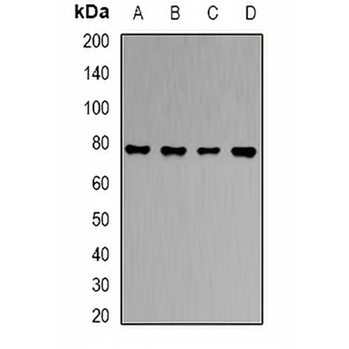 RBAT Rabbit Polyclonal Antibody