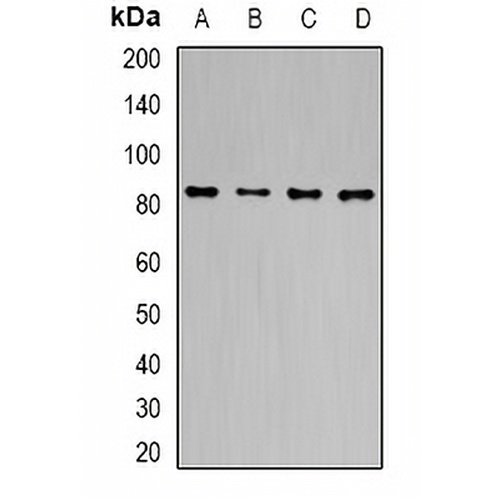 TLE1 Rabbit Polyclonal Antibody