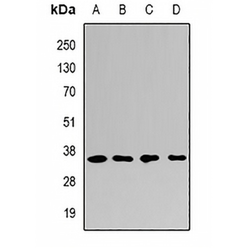 PSMF1 Rabbit Polyclonal Antibody