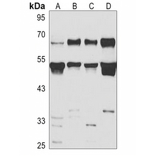LSF Rabbit Polyclonal Antibody