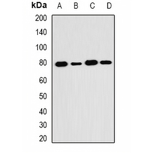 SH2B1 Rabbit Polyclonal Antibody