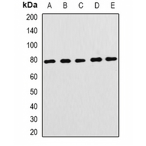 FBL5 Rabbit Polyclonal Antibody