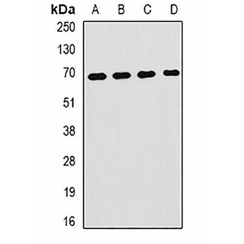 Hemopexin Rabbit Polyclonal Antibody