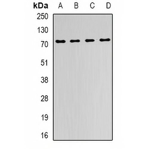 FMR1 Rabbit Polyclonal Antibody