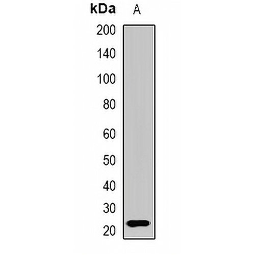 Interferon lambda-3 Rabbit Polyclonal Antibody