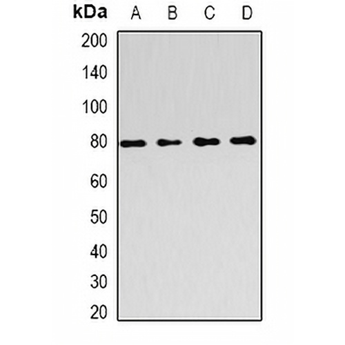 FOXP2 Rabbit Polyclonal Antibody