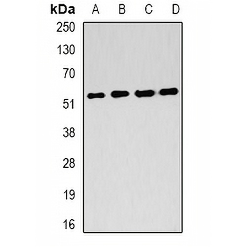 FH Rabbit Polyclonal Antibody
