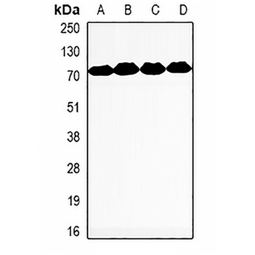 MeCP2 Rabbit Polyclonal Antibody