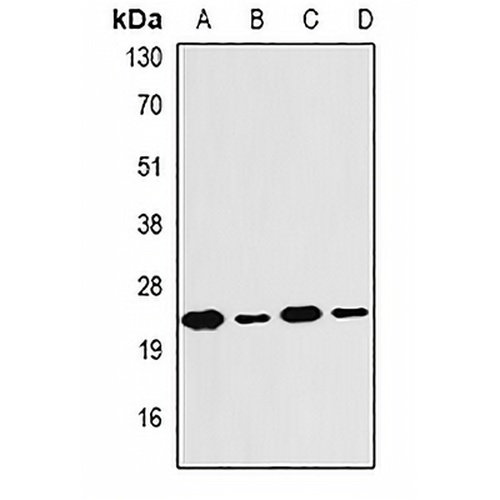 PSMB4 Rabbit Polyclonal Antibody