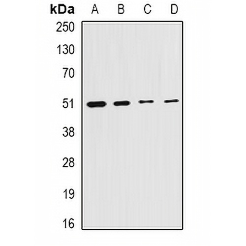 Citrate Synthase Rabbit Polyclonal Antibody