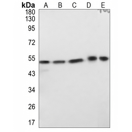 CD1a Rabbit Polyclonal Antibody