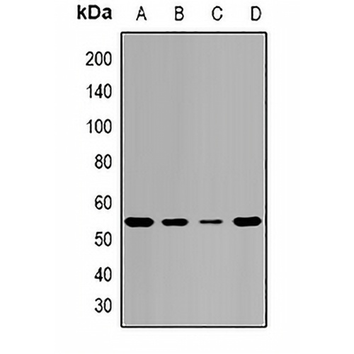 Pontin 52 Rabbit Polyclonal Antibody