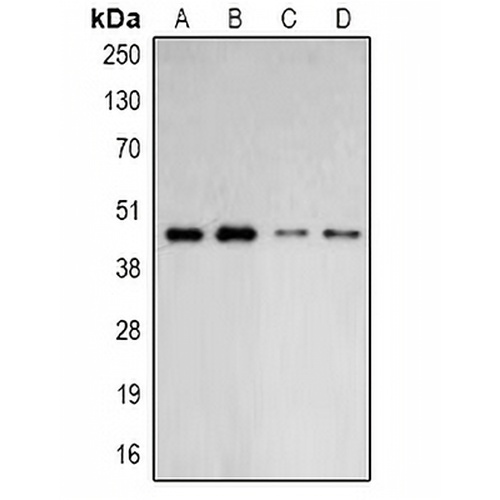 ARP2 Rabbit Polyclonal Antibody