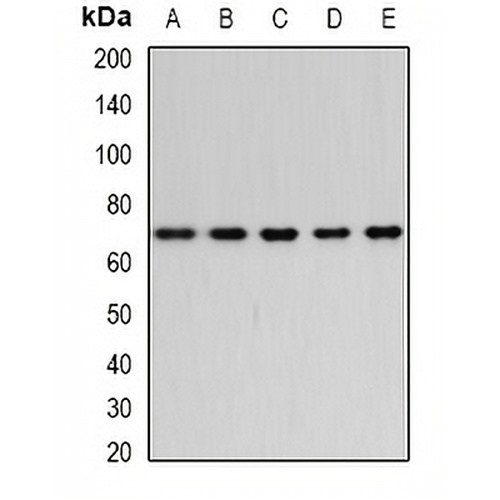 Bestrophin Rabbit Polyclonal Antibody