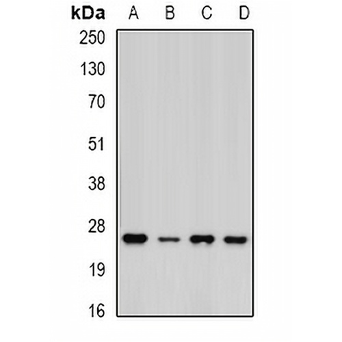 PSMA5 Rabbit Polyclonal Antibody