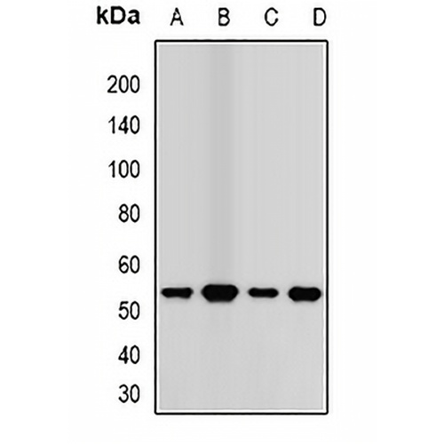 Transcobalamin-2 Rabbit Polyclonal Antibody