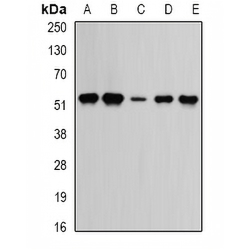 TrpRS Rabbit Polyclonal Antibody