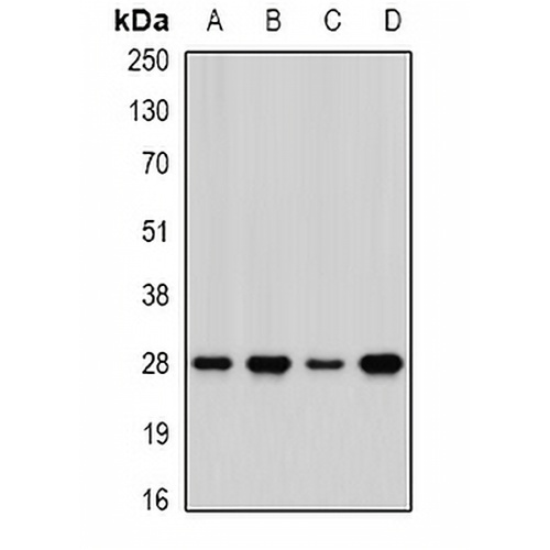 PHAP1 Rabbit Polyclonal Antibody