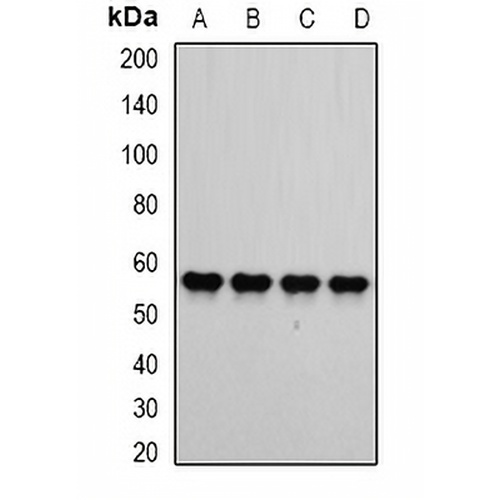 ATP5B Rabbit Polyclonal Antibody