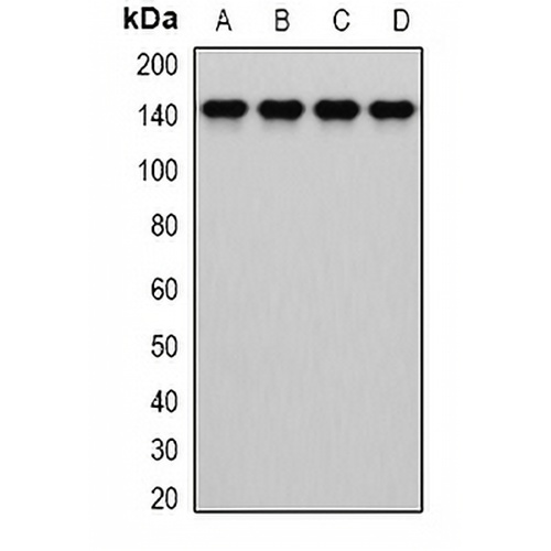 Dia 1 Rabbit Polyclonal Antibody