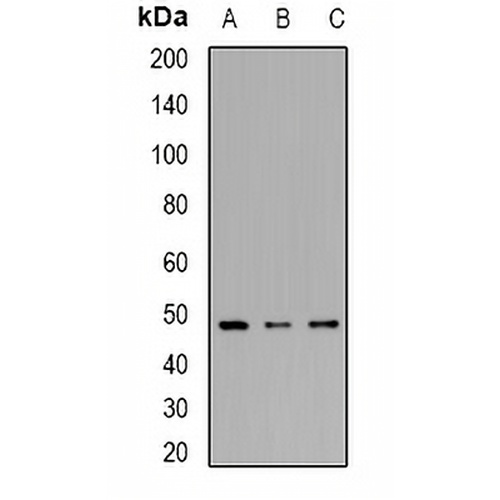 IRF8 Rabbit Polyclonal Antibody
