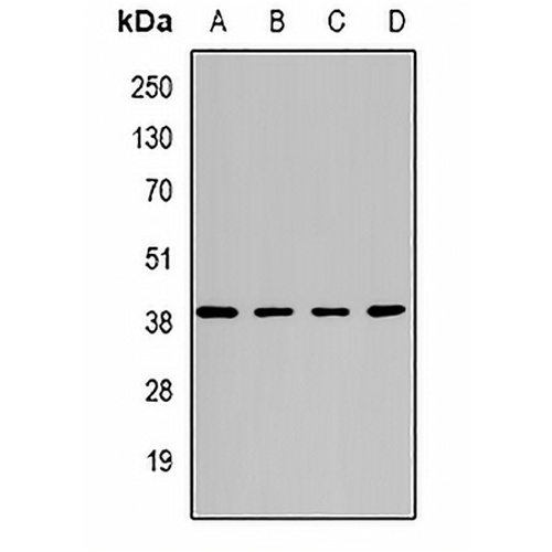 ATG3 Rabbit Polyclonal Antibody