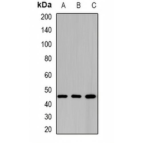 BBOX1 Rabbit Polyclonal Antibody