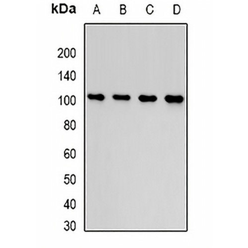 Thrombospondin-5 Rabbit Polyclonal Antibody