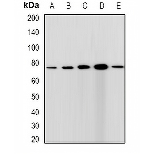 CGBP Rabbit Polyclonal Antibody